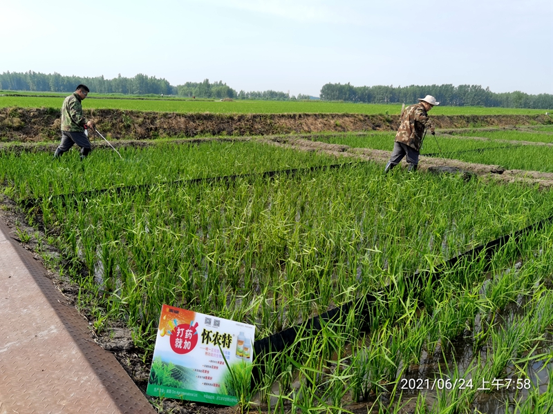 浙農(nóng)金泰攜美國ORO公司開展生物農(nóng)藥除草增效實驗示范回訪調研